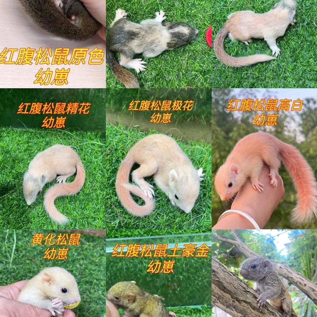 众鑫松鼠养殖🥥