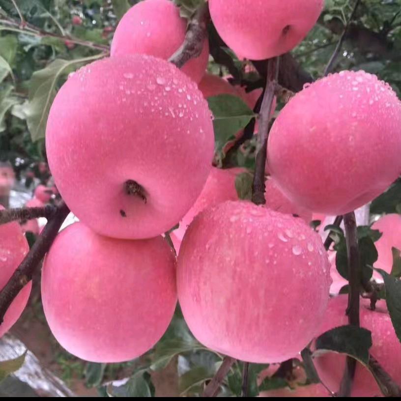 吉县黄河苹果🍎