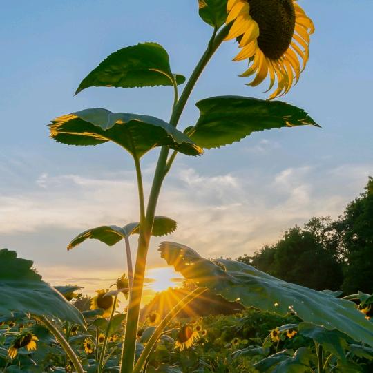 桃树界生态农场