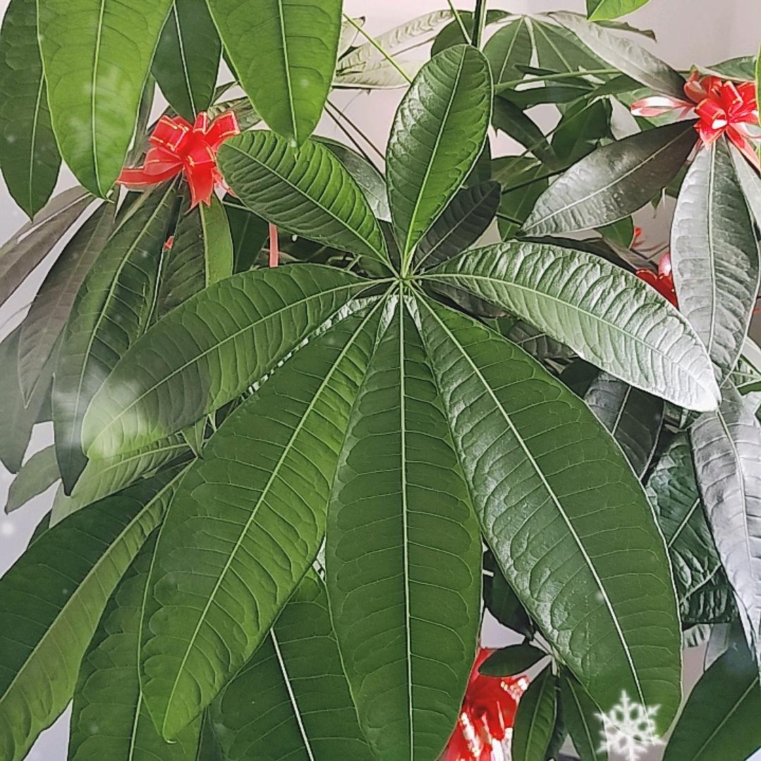 粉裙