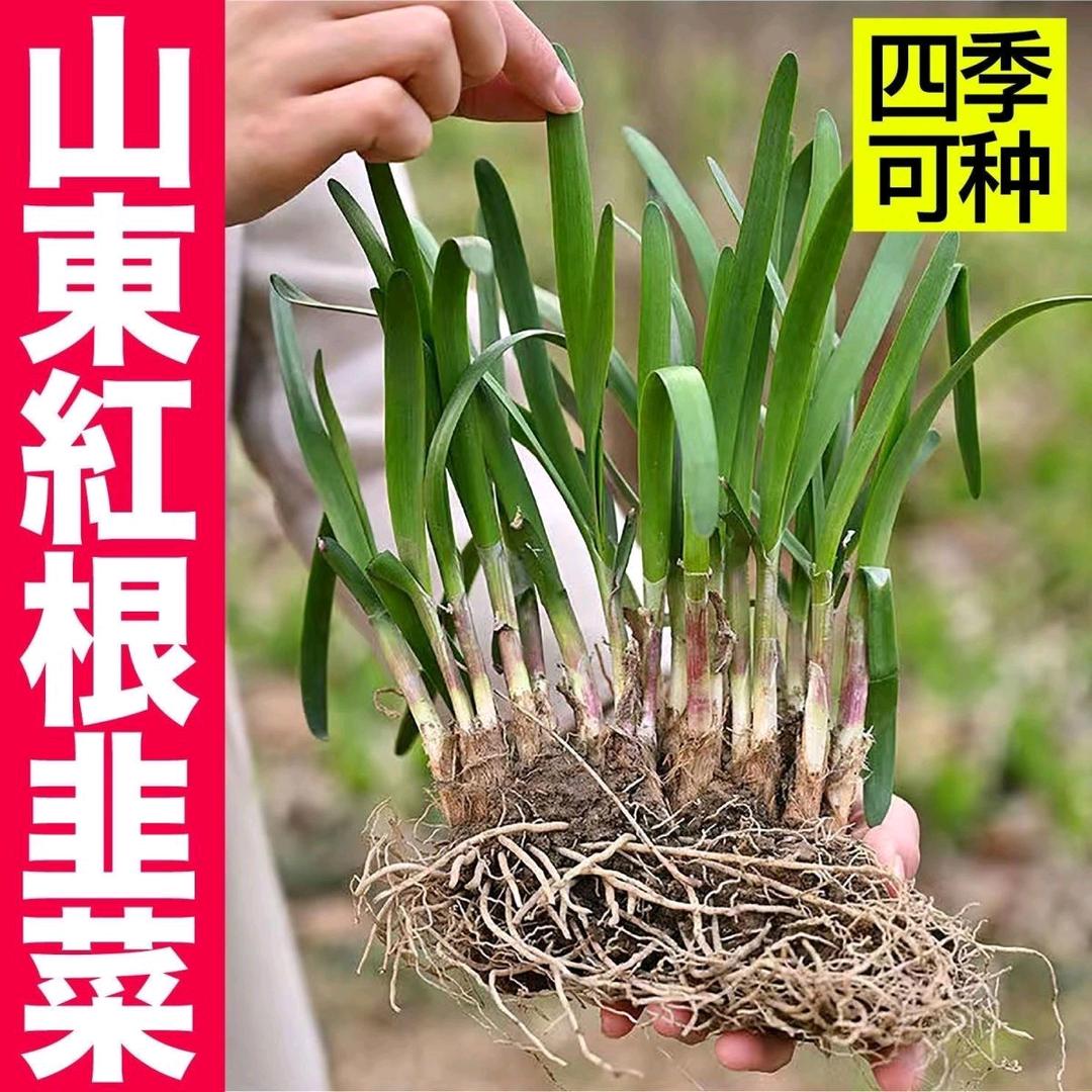 苗木种植有限公司