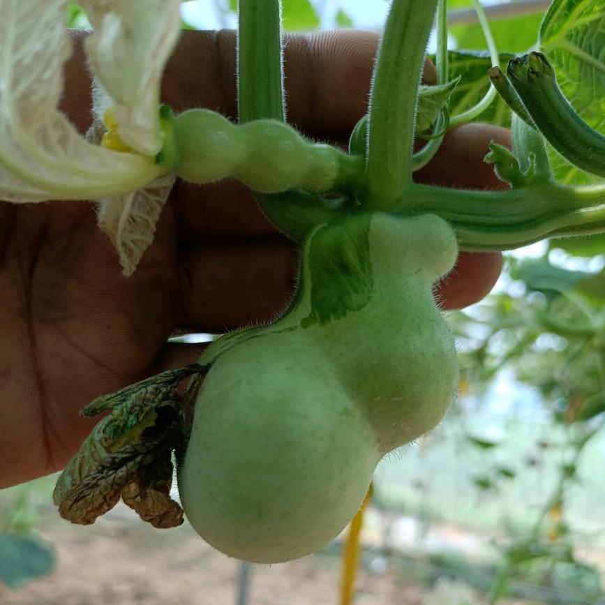 开封川哥文玩葫芦