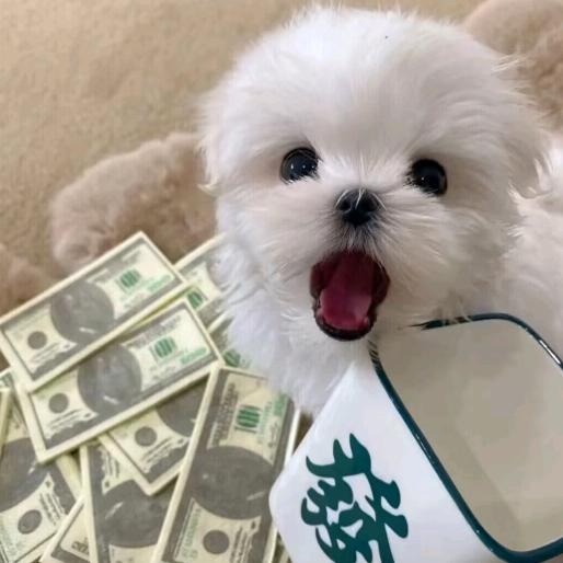 小熊
