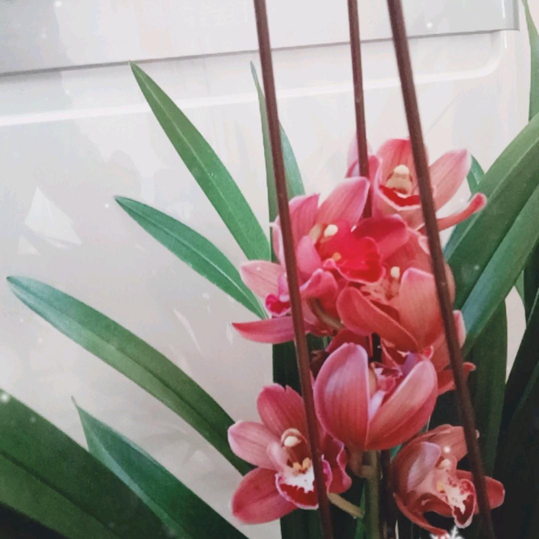香花园林
