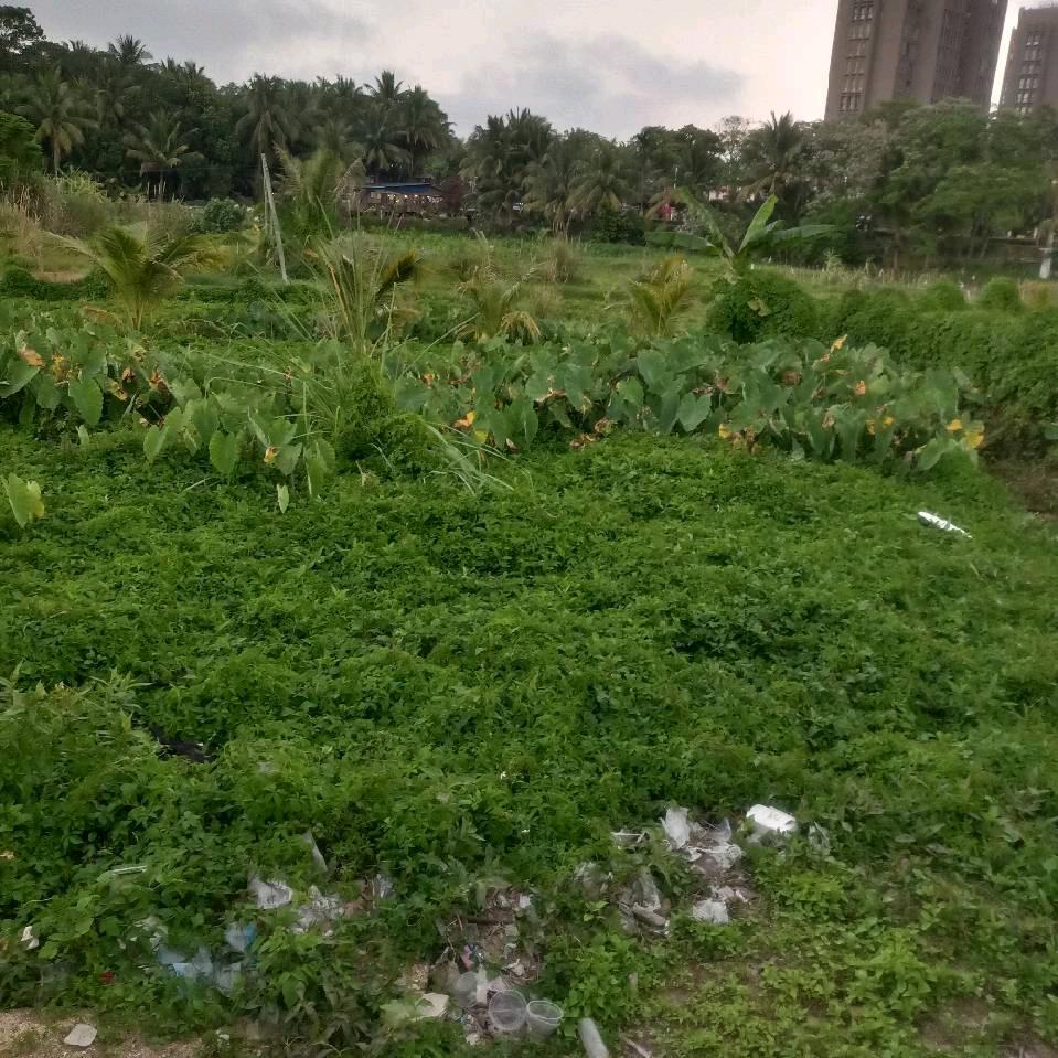 文刀
