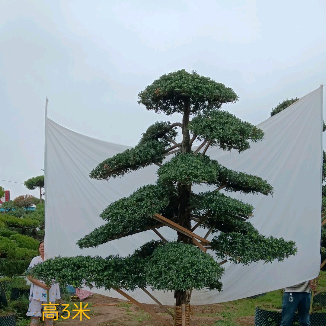 寒冬
