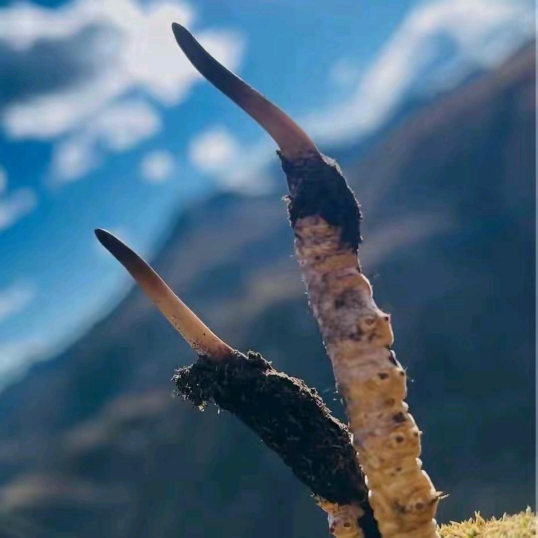 ࿐ རྒྱལ་མཚན་བློ་གྲོས།