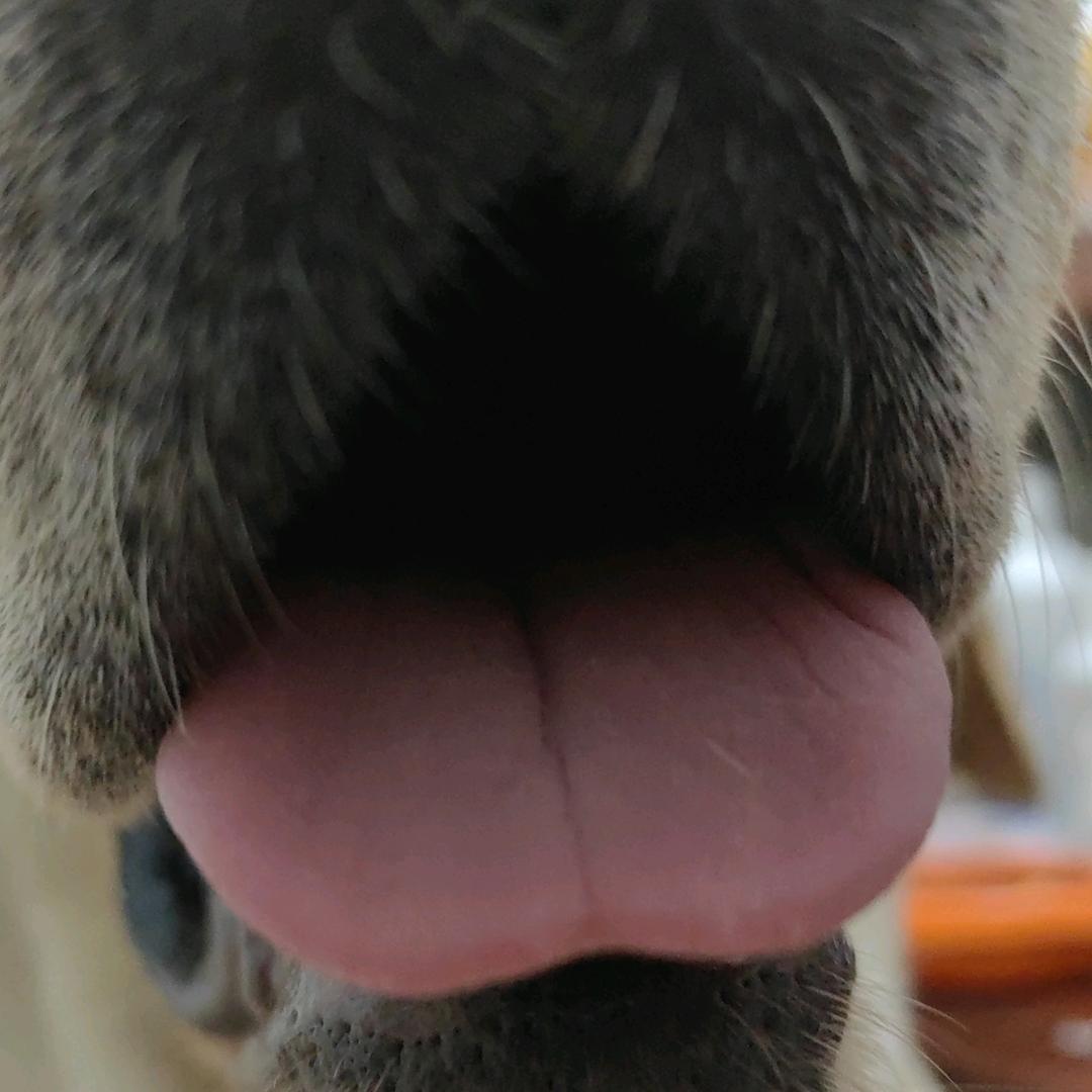 小毅