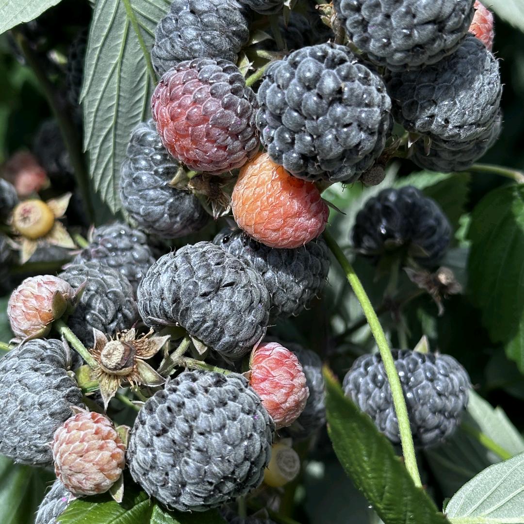 来了莓无刺锁莓采摘园