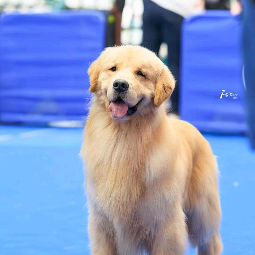 名仕犬舍