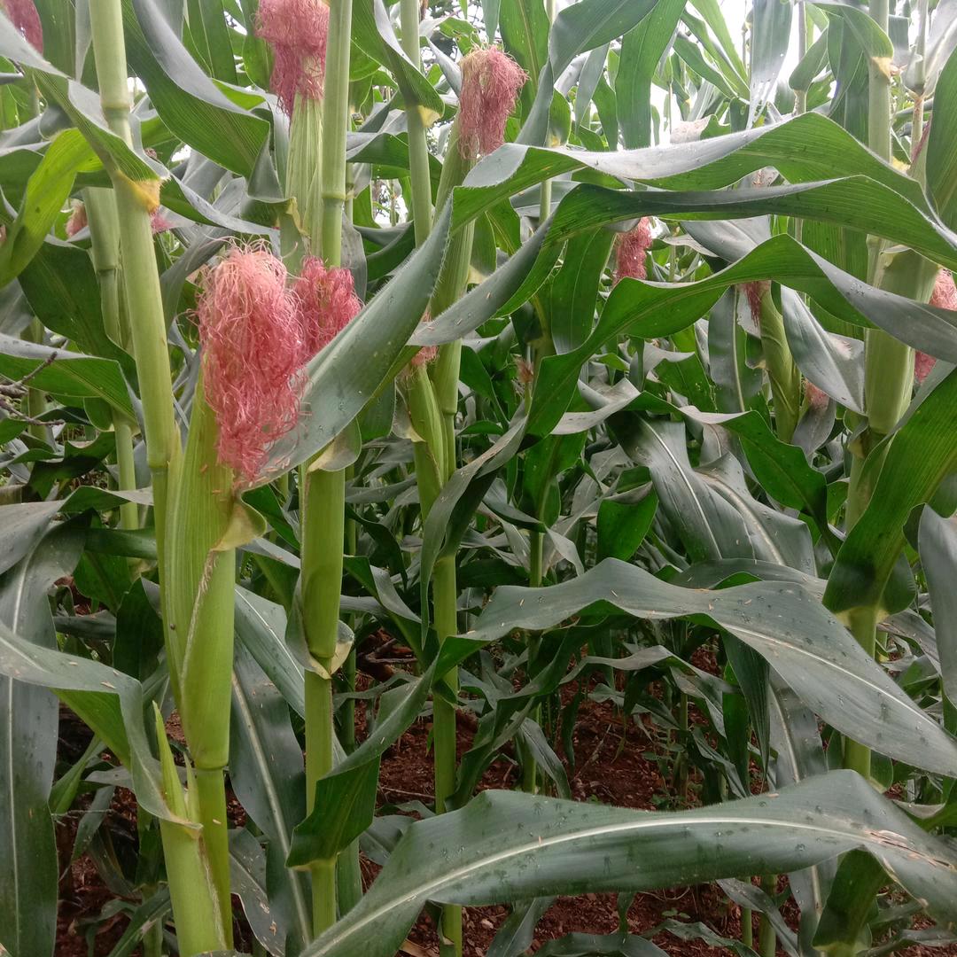 心伤得如此彻底