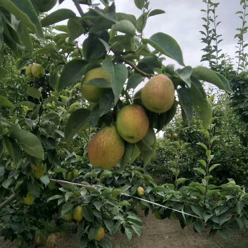 库尔勒{泰祥}香梨种植专业合作社