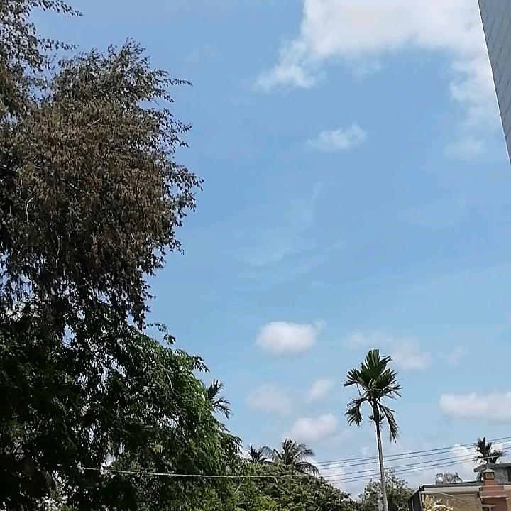 老张在海南农村