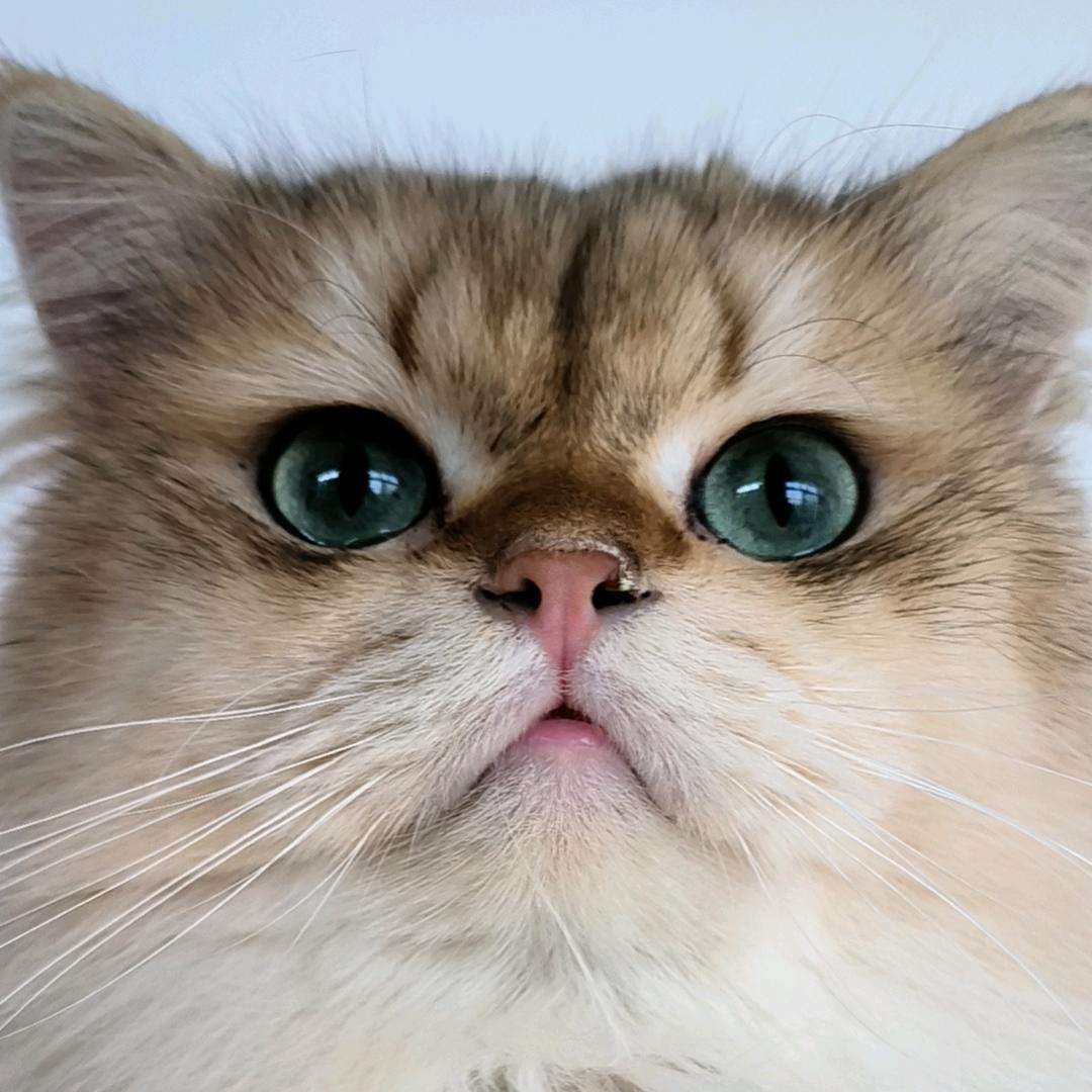 猫咪的主人