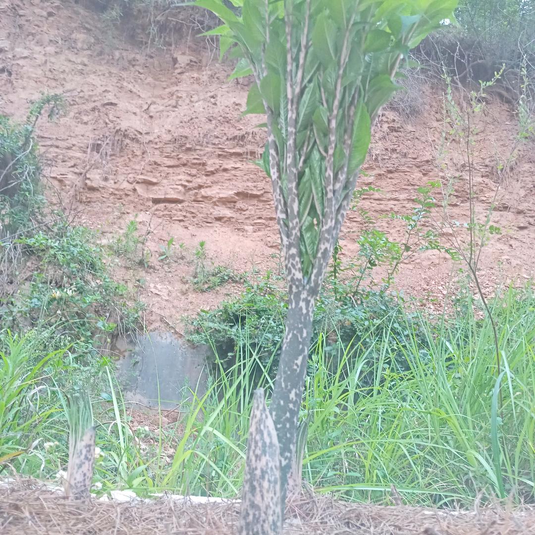 广元魔芋哥💪💪💪