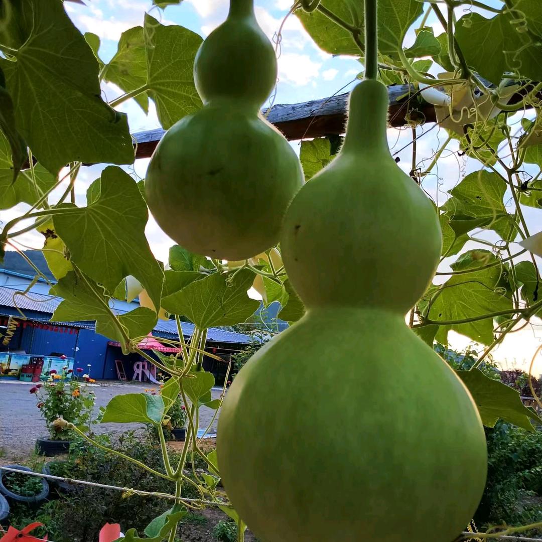 雅萍