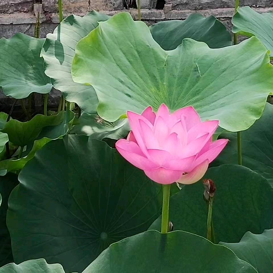 简易，变易，不易