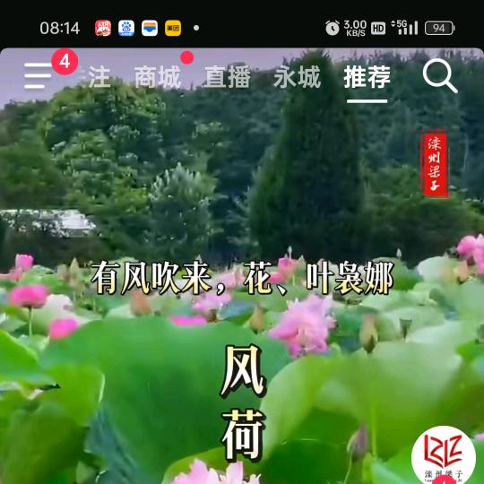 荷花