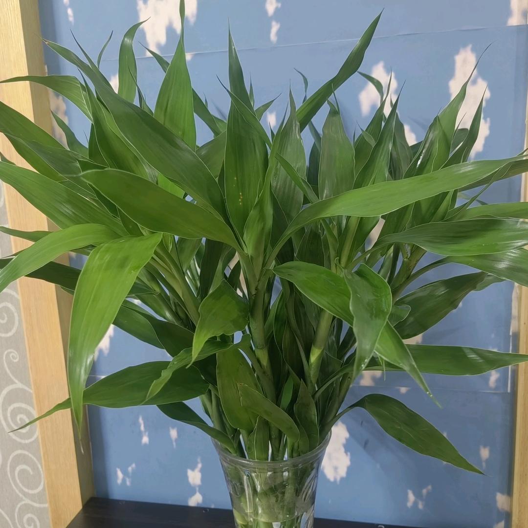 🌹富贵有余🍀