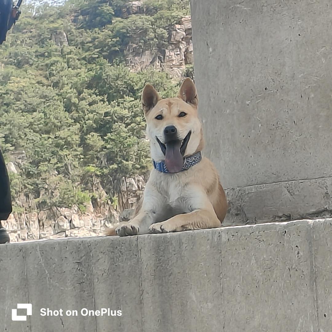 雪花是中华田园犬（河南）