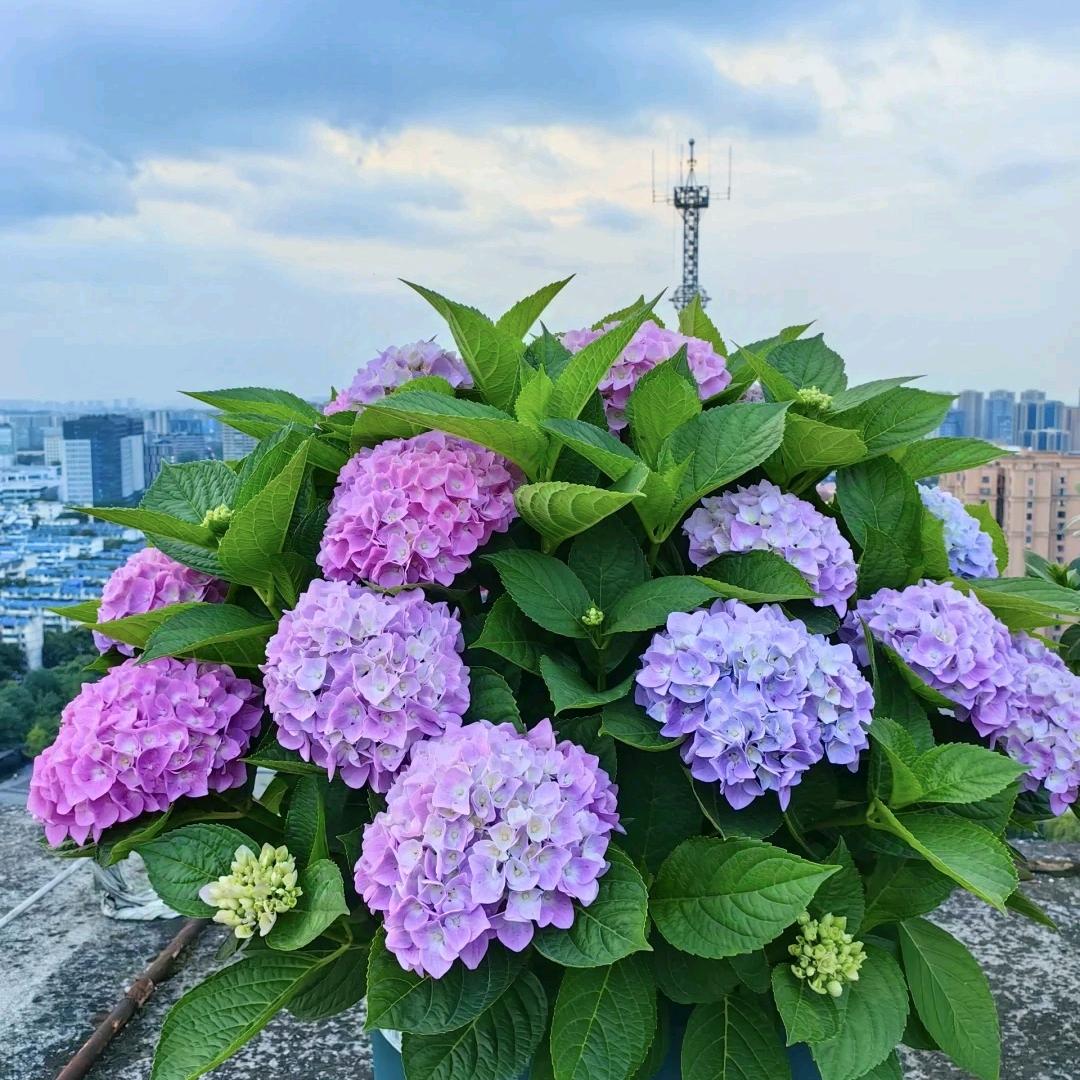 拾春园艺花卉坊