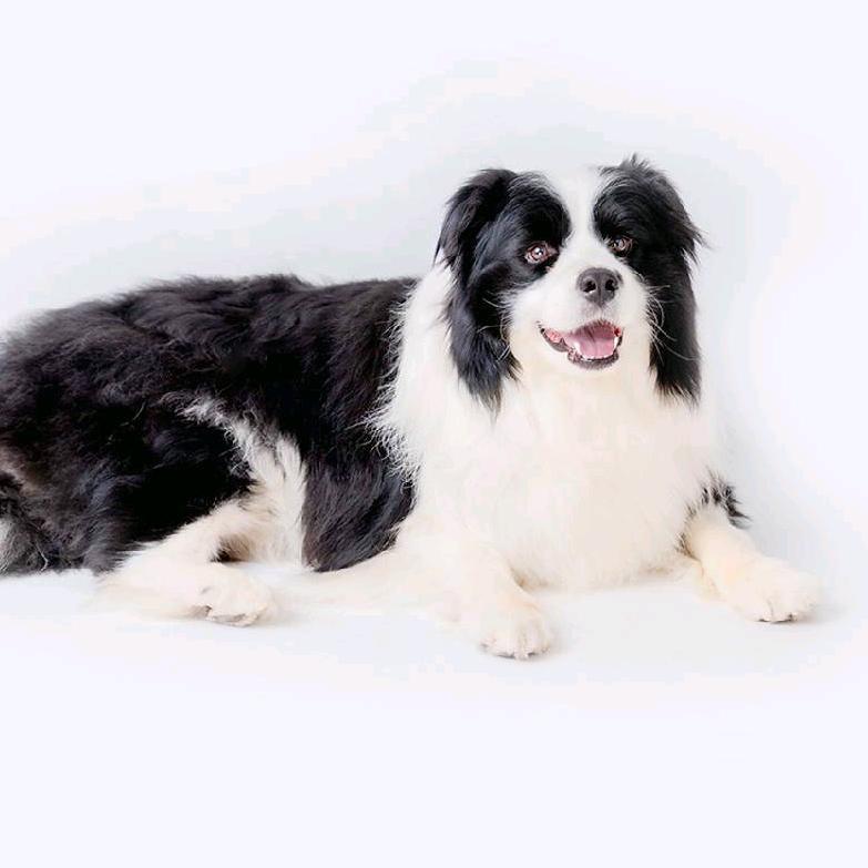 豫·桐丘犬舍