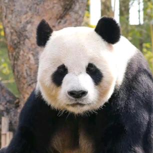 伟丽