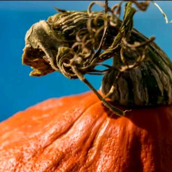 是南瓜🎃吖