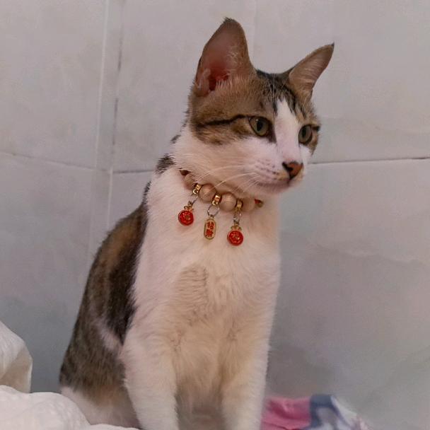 胡家大小姐🌸((☀️⥎☀️))🌸