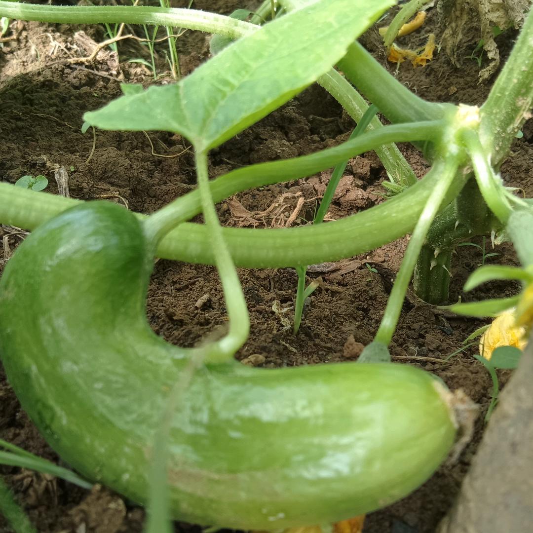 阿辉1（不定时开播）