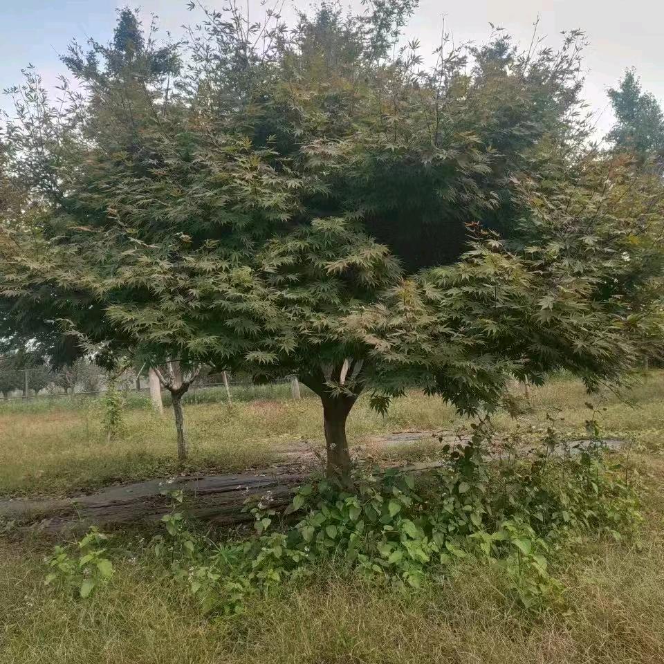 山东明杰园林公司