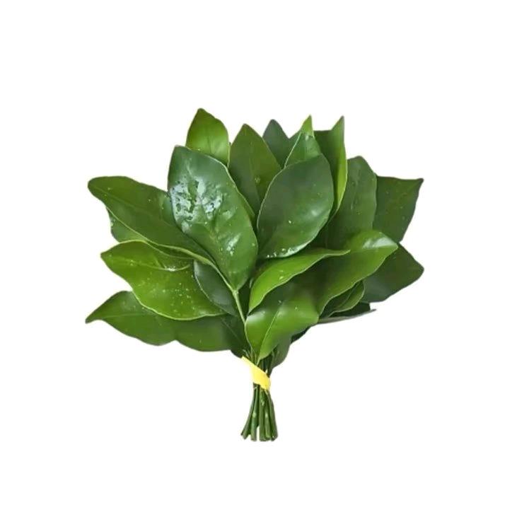kjttg