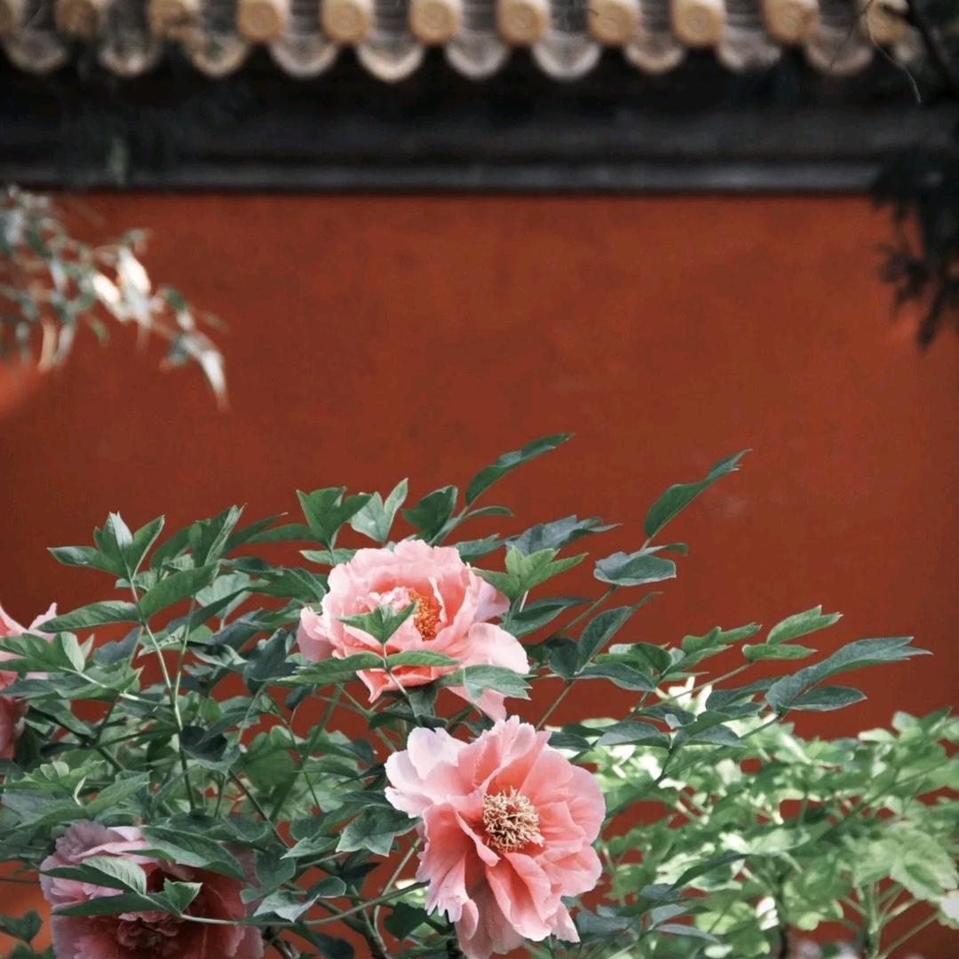 褔