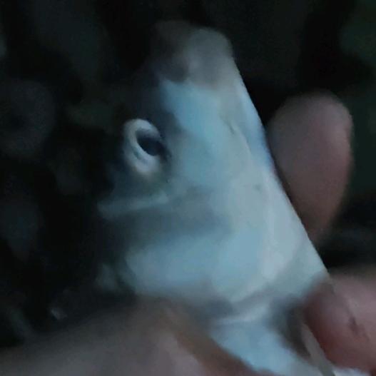 长生娃