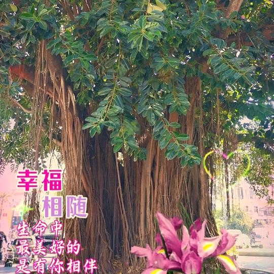 如梦人