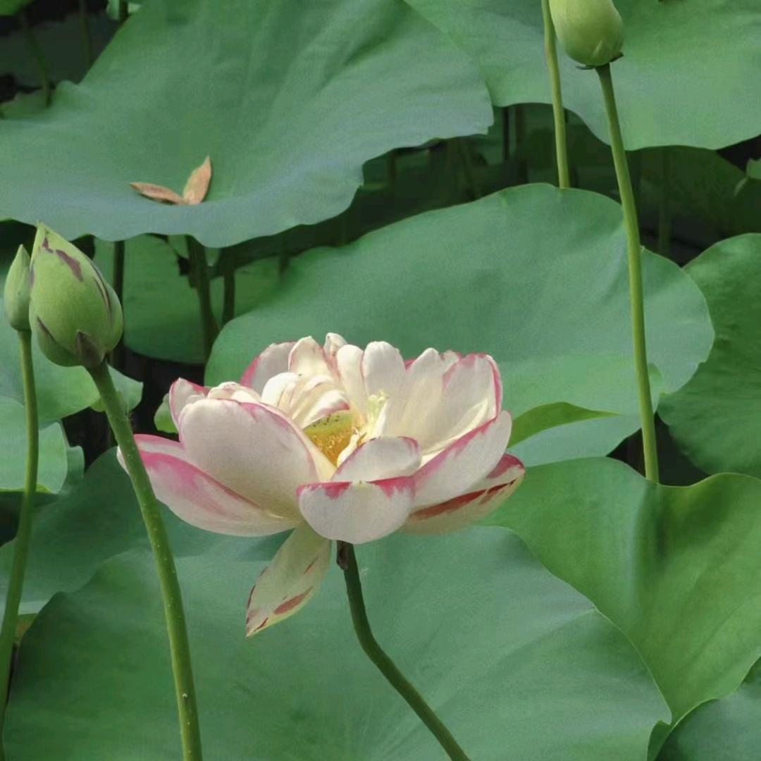 小老鼠