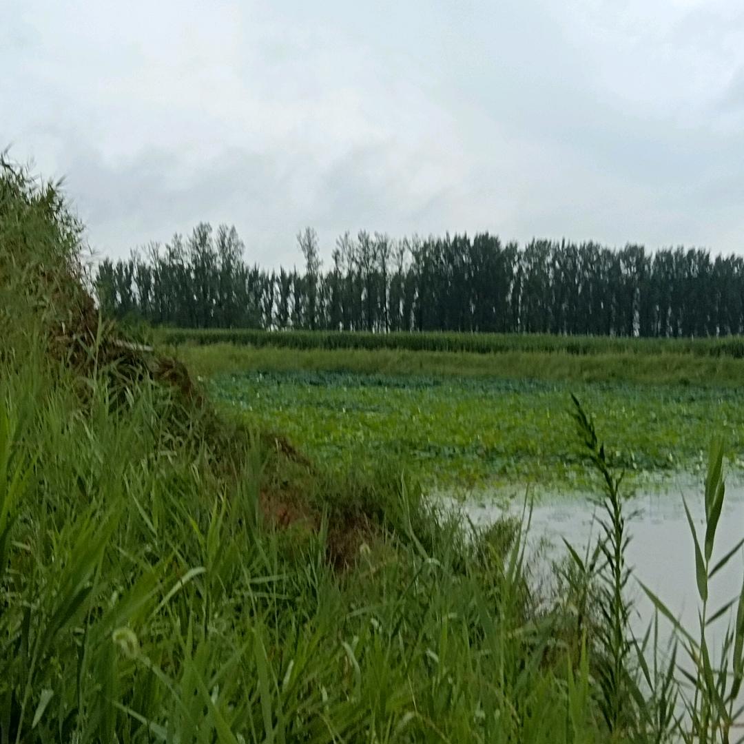 倍爽