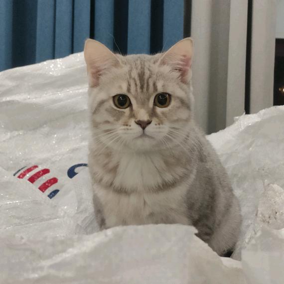 爱吃芝麻馅儿汤圆