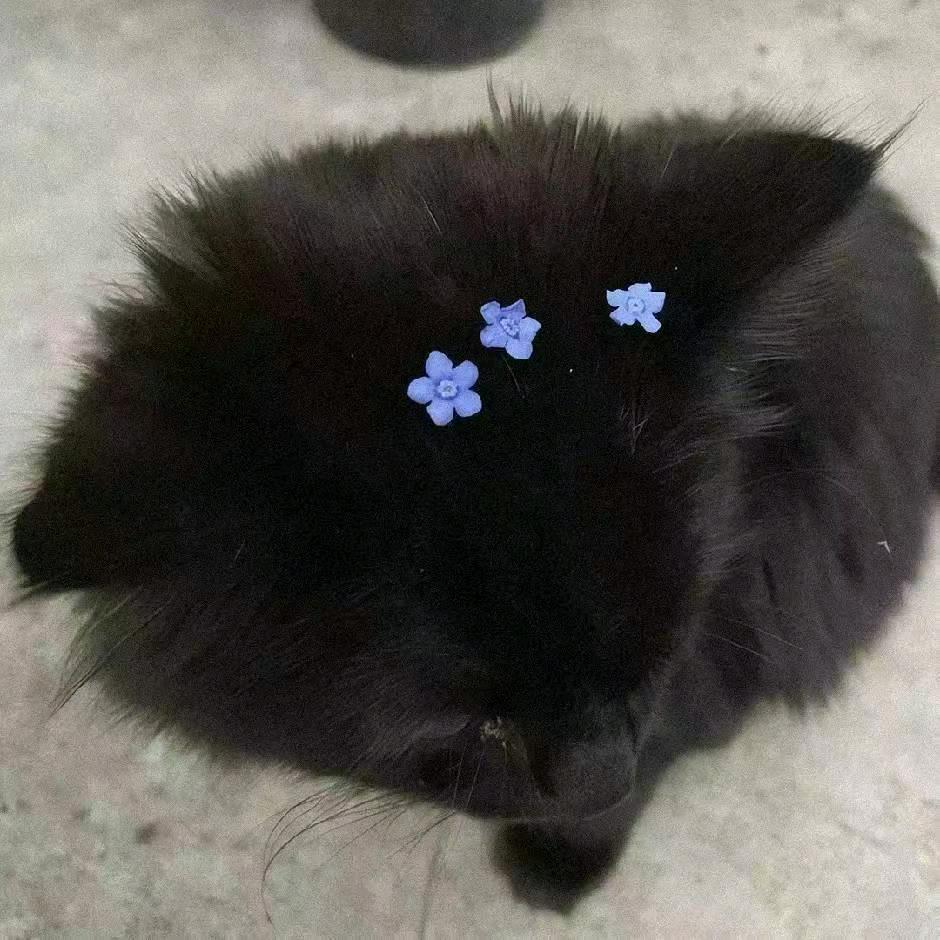 卷卷🍰（试吃看我置顶作品）