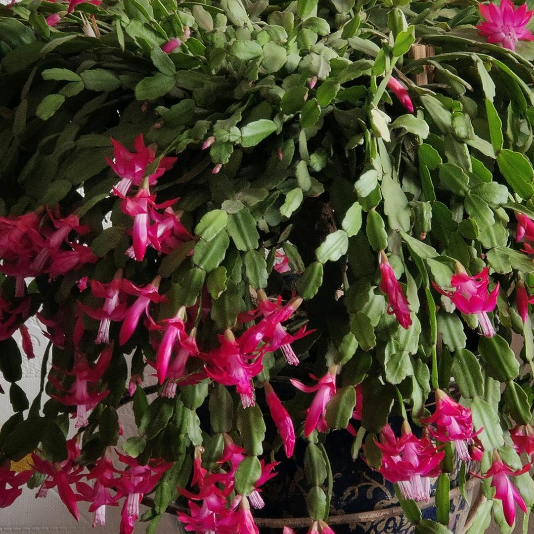 余生有你🌺