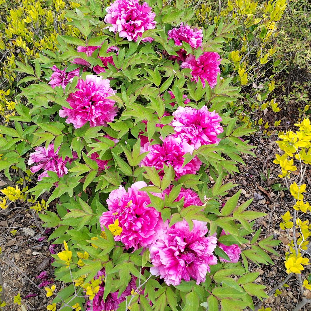 面朝大海春暖花开