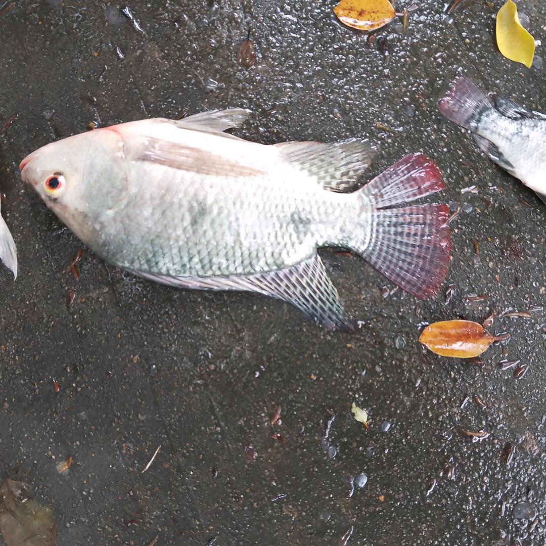 沉默是金