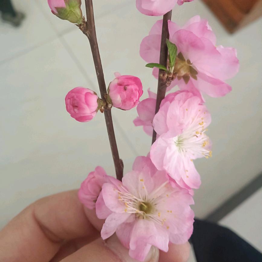张睿希