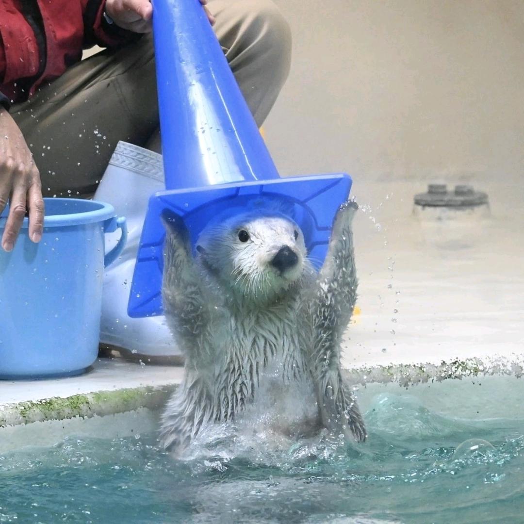 比奇堡最强派大星