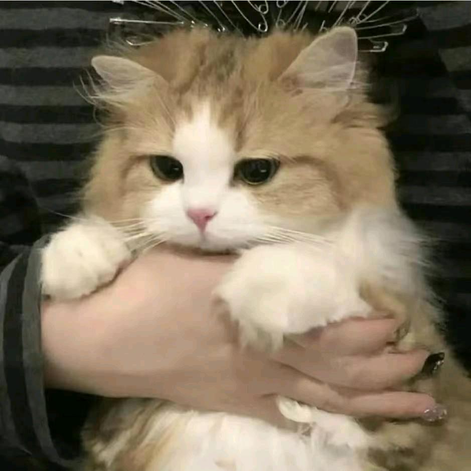 苏苏
