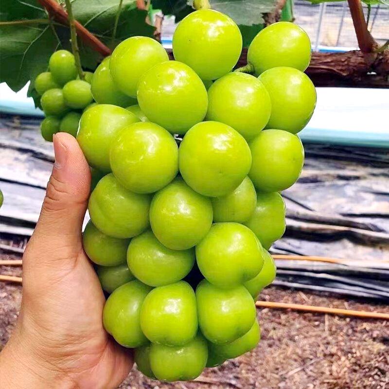 元花梦林之果树苗木专卖店