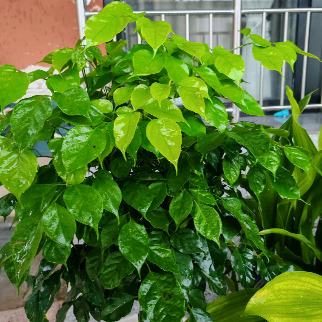 雨后彩虹