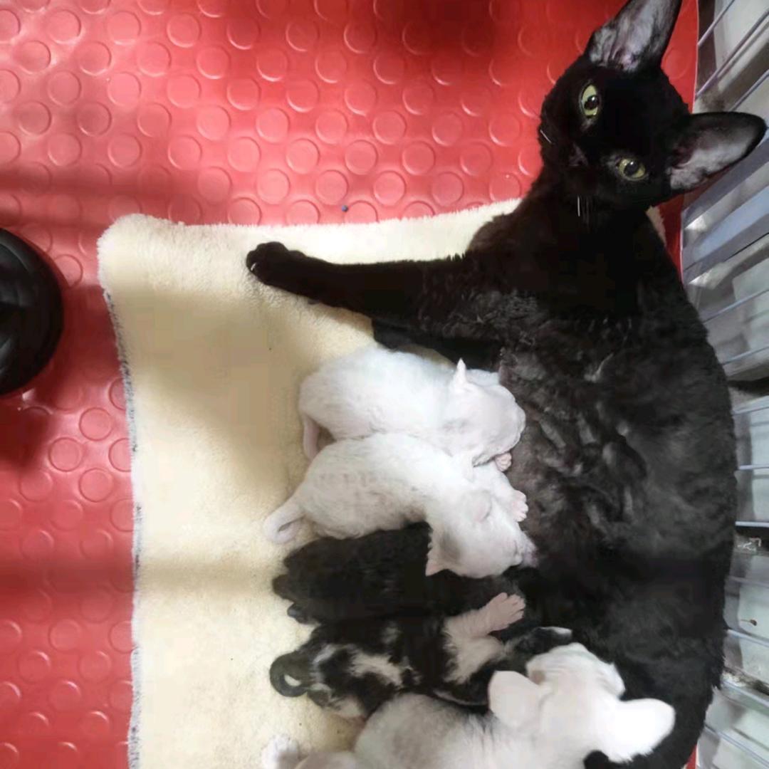 小杰，德文卷毛猫2号