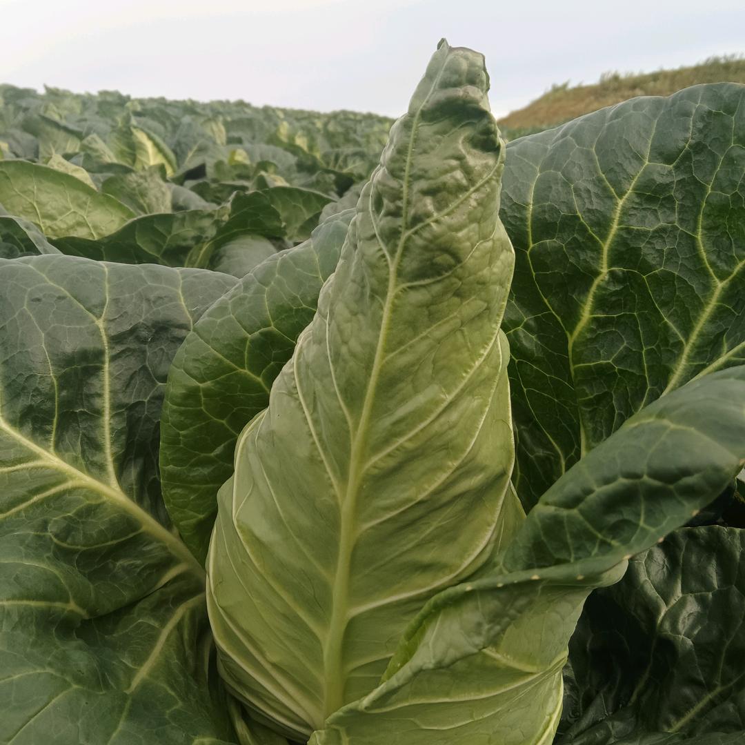 高山种植，牛心甘蓝，党参。