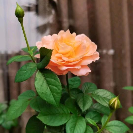 姑🌷姑